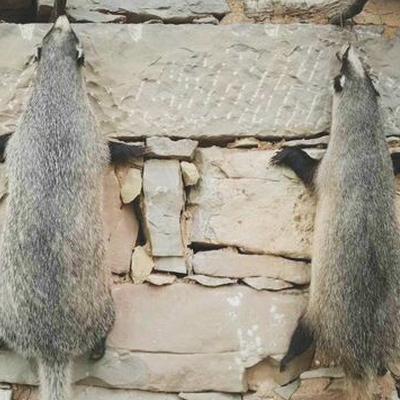 猪獾是保护动物吗 猪獾皮多少钱