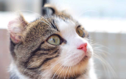 怎么看猫咪智商高不高 小猫相当于几岁小孩智力
