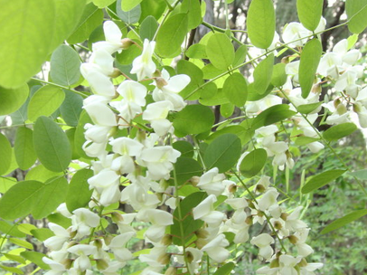 刺槐花可以泡茶喝吗 泡水喝有什么功效