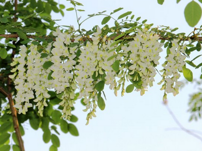 刺槐花可以泡茶喝吗 泡水喝有什么功效