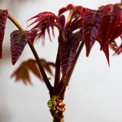 香椿花怎么吃 價格是怎樣的