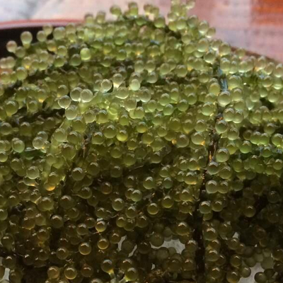 海葡萄怎么吃 功效与作用有哪些