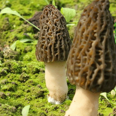 羊肚菌的营养价值 不能和什么一起吃