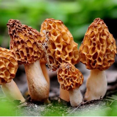 羊肚菌的营养价值 不能和什么一起吃
