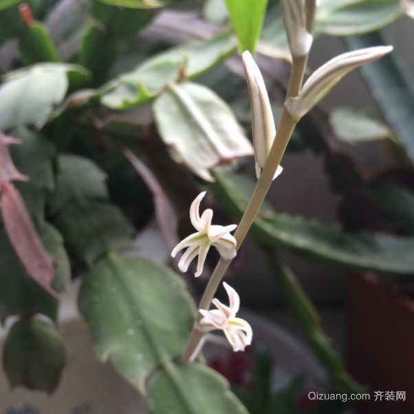 多肉植物开花会死吗 多肉植物开花好吗