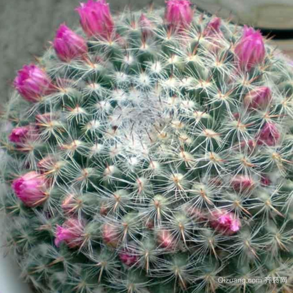 多肉植物开花会死吗 多肉植物开花好吗