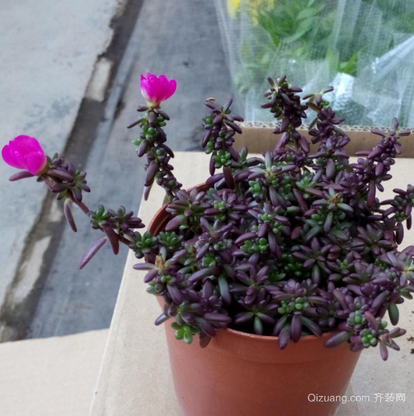 多肉植物开花会死吗 多肉植物开花好吗