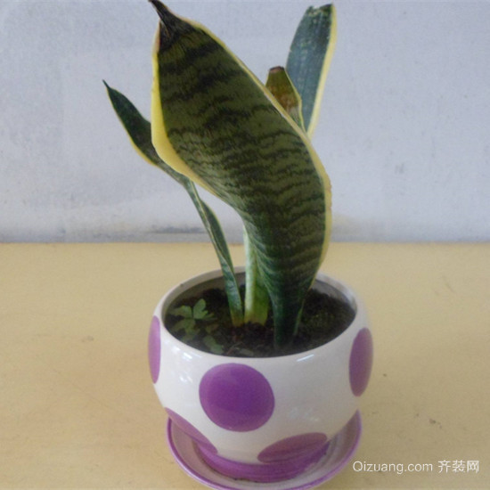 虎皮兰怎么养才会茂盛 虎皮兰的作用和功效