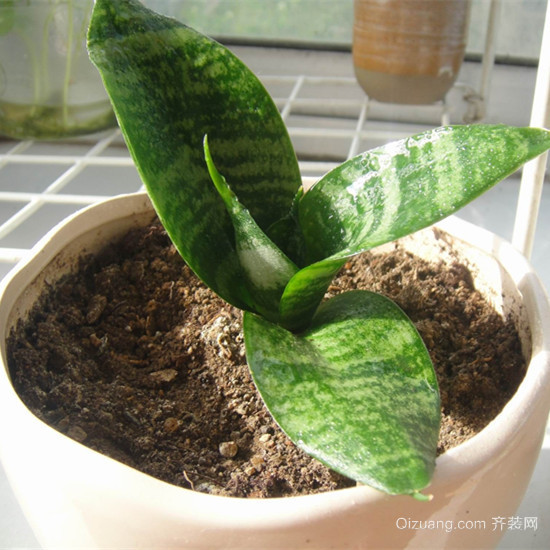 虎皮兰怎么养才会茂盛 虎皮兰的作用和功效