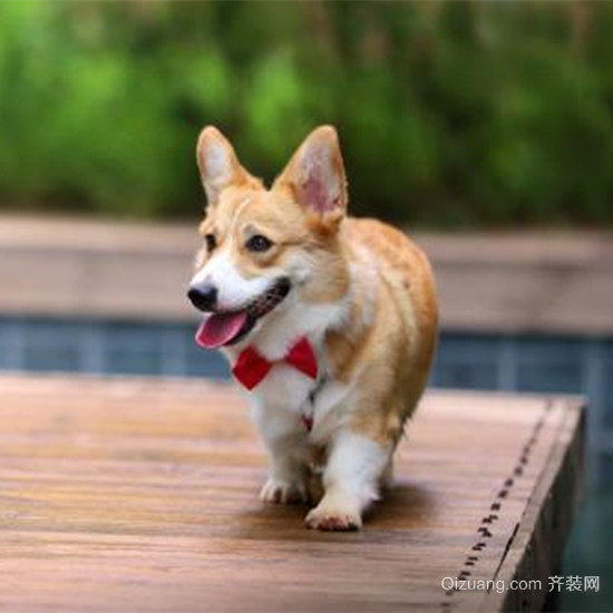 柯基犬为什么没有尾巴 柯基犬什么价格
