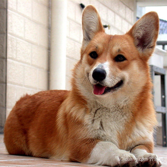柯基犬为什么没有尾巴 柯基犬什么价格