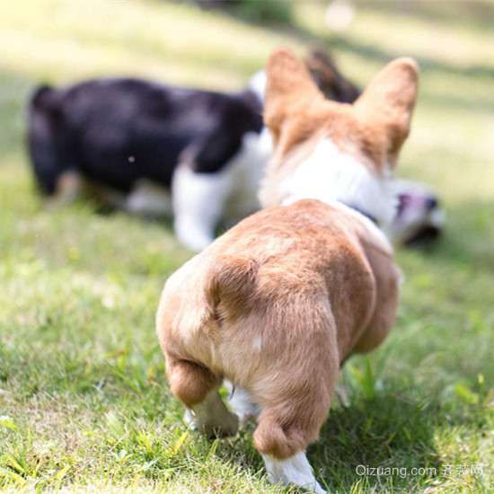 柯基犬为什么没有尾巴 柯基犬什么价格