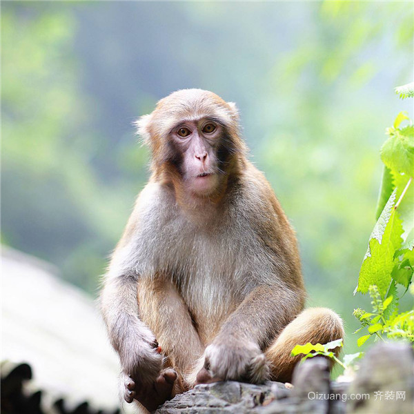 養(yǎng)猴子需要什么手續(xù) 養(yǎng)猴子犯法嗎