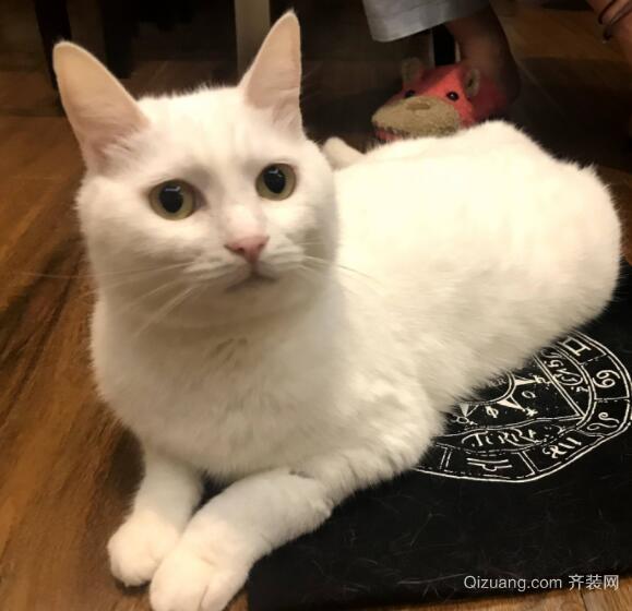 什么屬相能養(yǎng)貓 什么屬相不能養(yǎng)貓