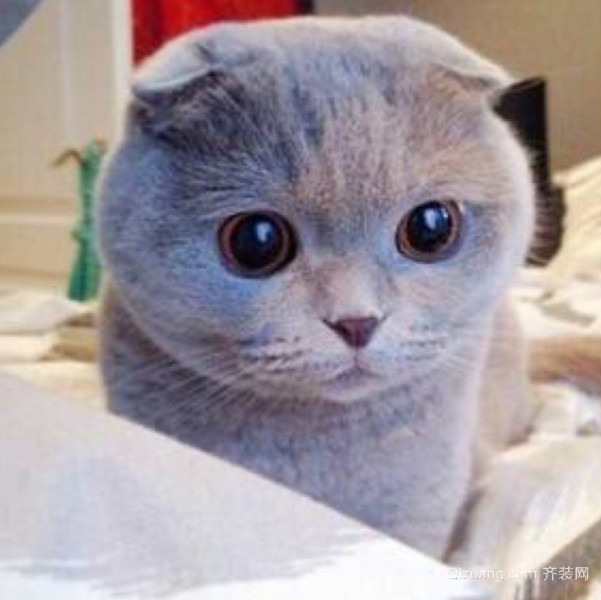 折耳猫发病怎么办 折耳猫为什么不能养