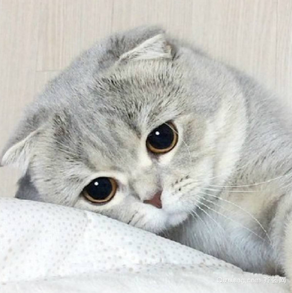 折耳猫发病怎么办 折耳猫为什么不能养
