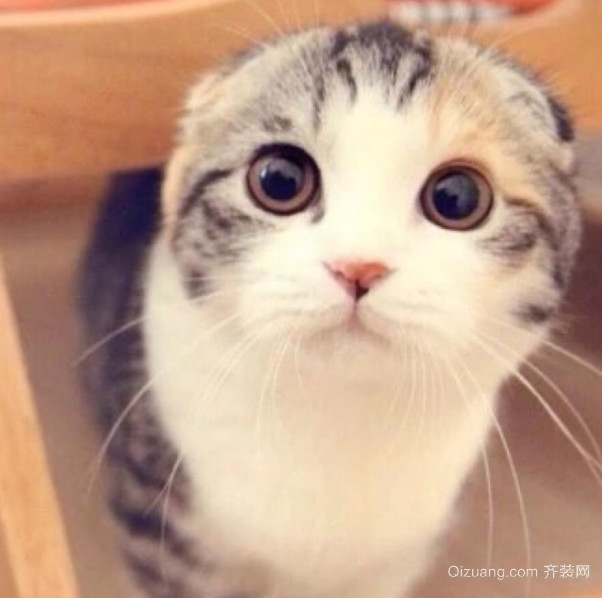 折耳猫发病怎么办 折耳猫为什么不能养