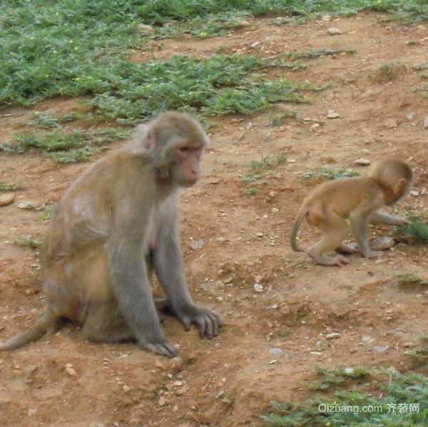 养猴子一只判几年 养猴子当宠物犯法吗
