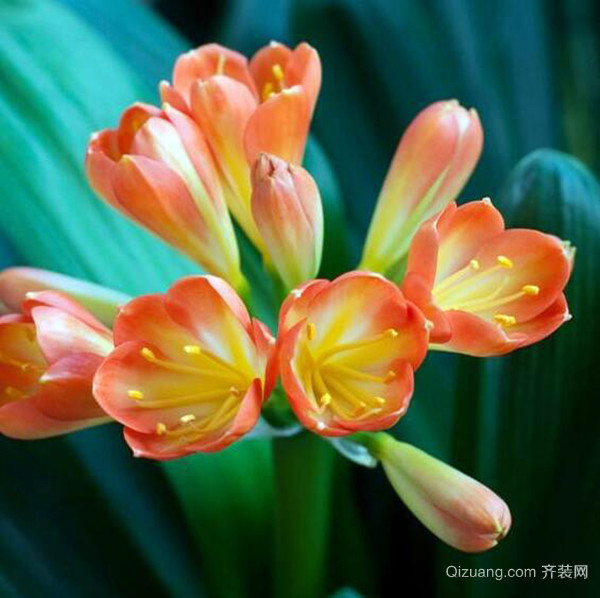 君子兰开花夹箭怎么办 君子兰什么时间开花