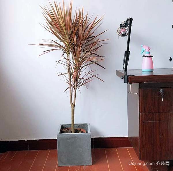 龙须树什么属相能养 龙须树什么属相不能养