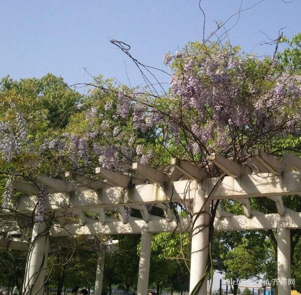 藤本植物有哪些 什么是藤本植物