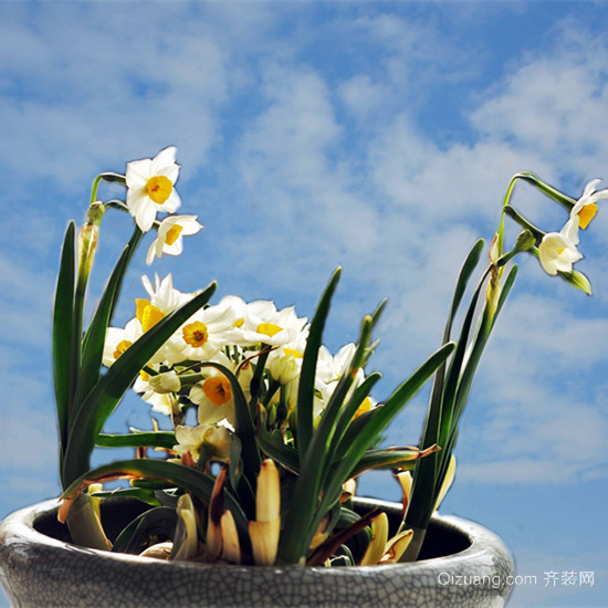 水仙花是什么季節(jié)開的 水仙花怎么養(yǎng)