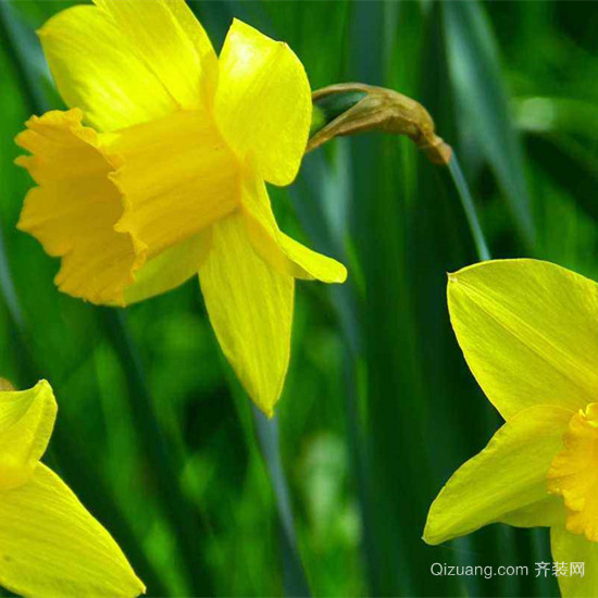 水仙花是什么季節(jié)開的 水仙花怎么養(yǎng)