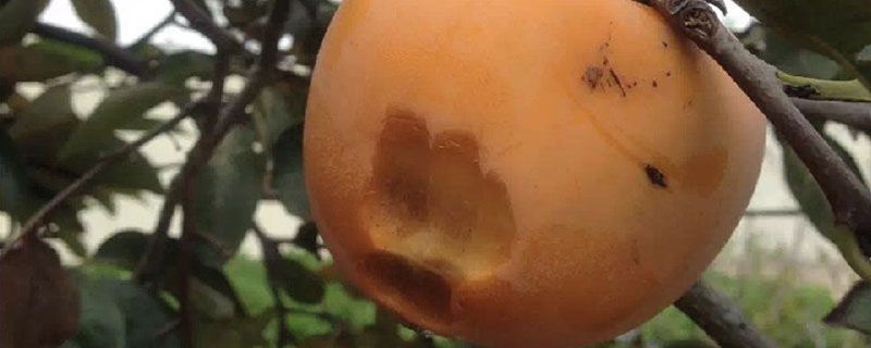 软柿子吃不完怎么保存