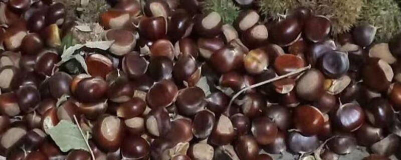 板栗冷水下锅还是开水