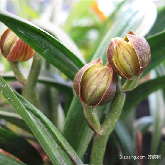 金边墨兰花多久浇水 金边墨兰花的介绍