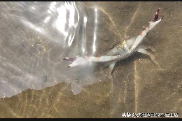 從北京出發去海邊玩，不要太遠，我一個人開車，有什么好地方嗎？