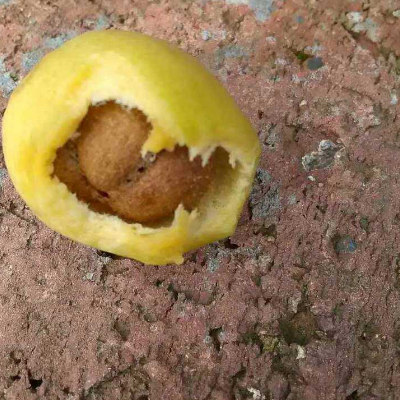 铃铛果的功效与作用 多少钱一斤