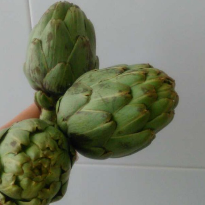 洋蓟是什么植物 大概多少钱一斤