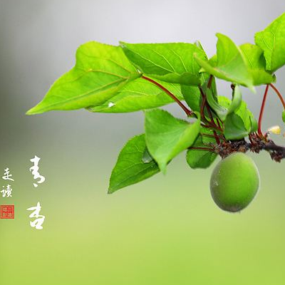 青杏酒的做法功效与作用有哪些