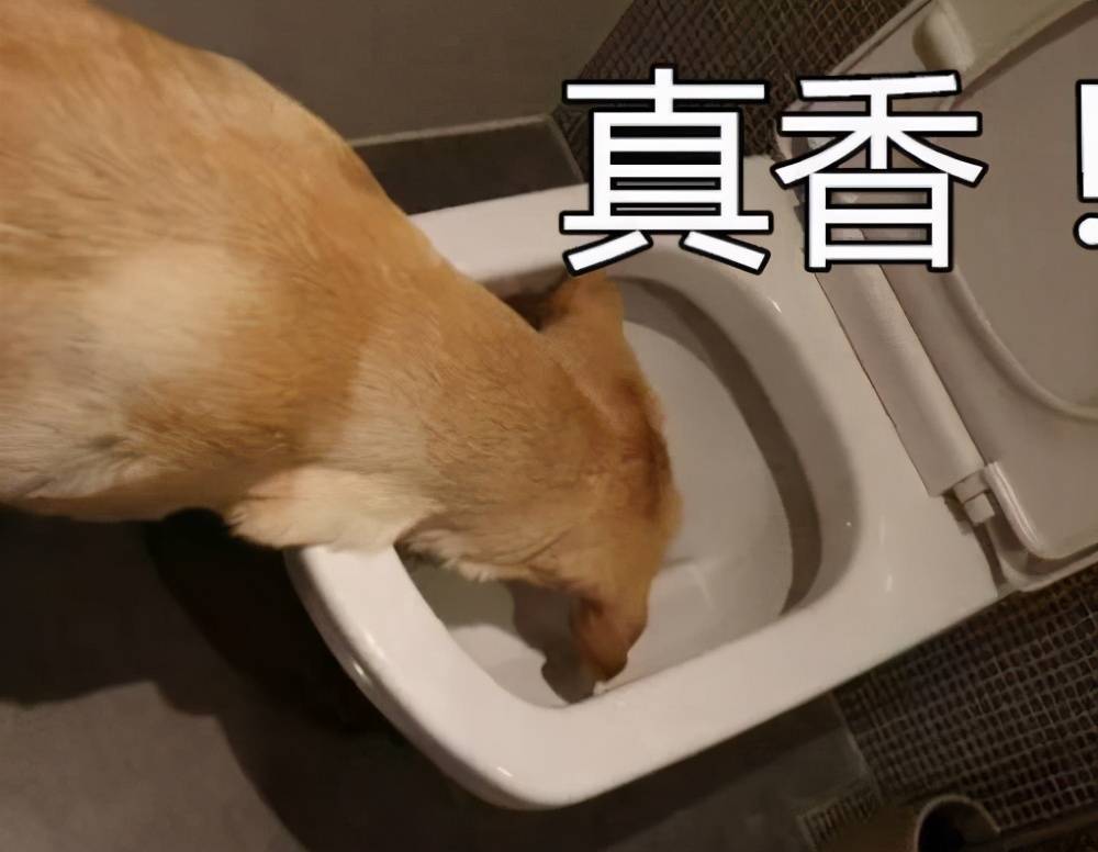 狗乱拉乱尿 越打越害怕不改 狗吃自己的屎