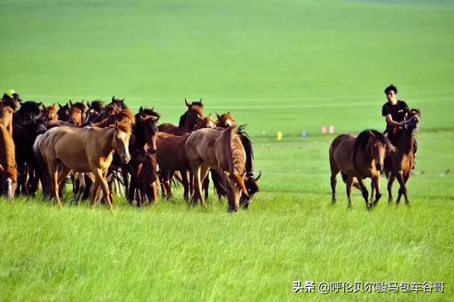 海拉尔,额尔古纳,根河,室韦,黑山头,满洲里,阿尔山,这一圈,酒店有什么推荐吗?