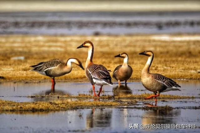 海拉尔,额尔古纳,根河,室韦,黑山头,满洲里,阿尔山,这一圈,酒店有什么推荐吗?