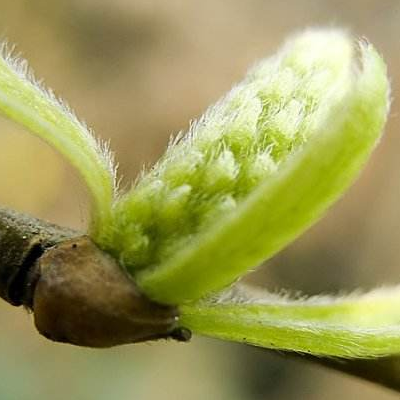 柳树芽的功效与作用 柳叶茶凉拌柳芽怎么弄