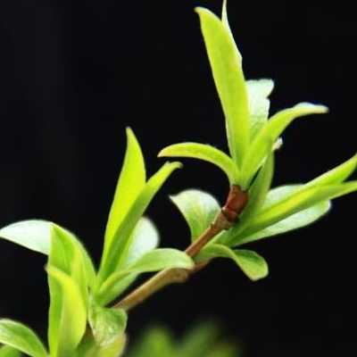 柳树芽的功效与作用 柳叶茶凉拌柳芽怎么弄