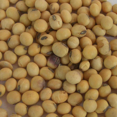 黄豆泡多久可以打豆浆 泡了两天还能打豆浆吗