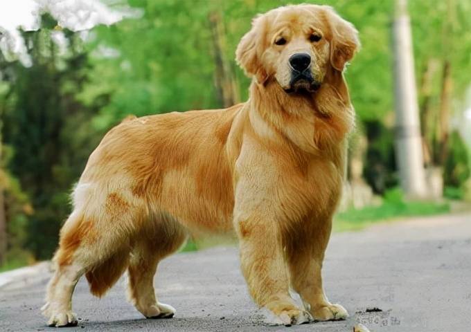 世界犬种大全图片简介 犬科动物有哪些