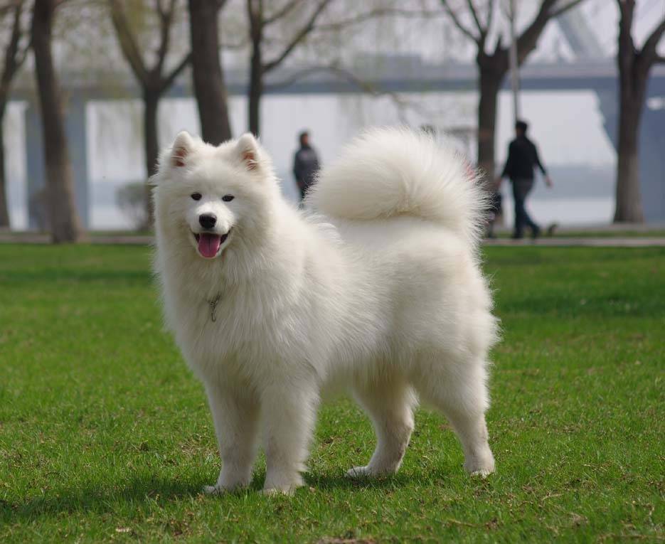 世界犬种大全图片简介 犬科动物有哪些
