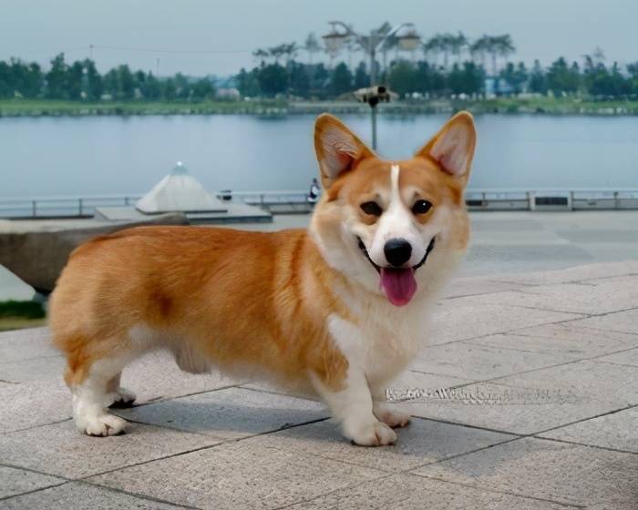 世界犬种大全图片简介 犬科动物有哪些
