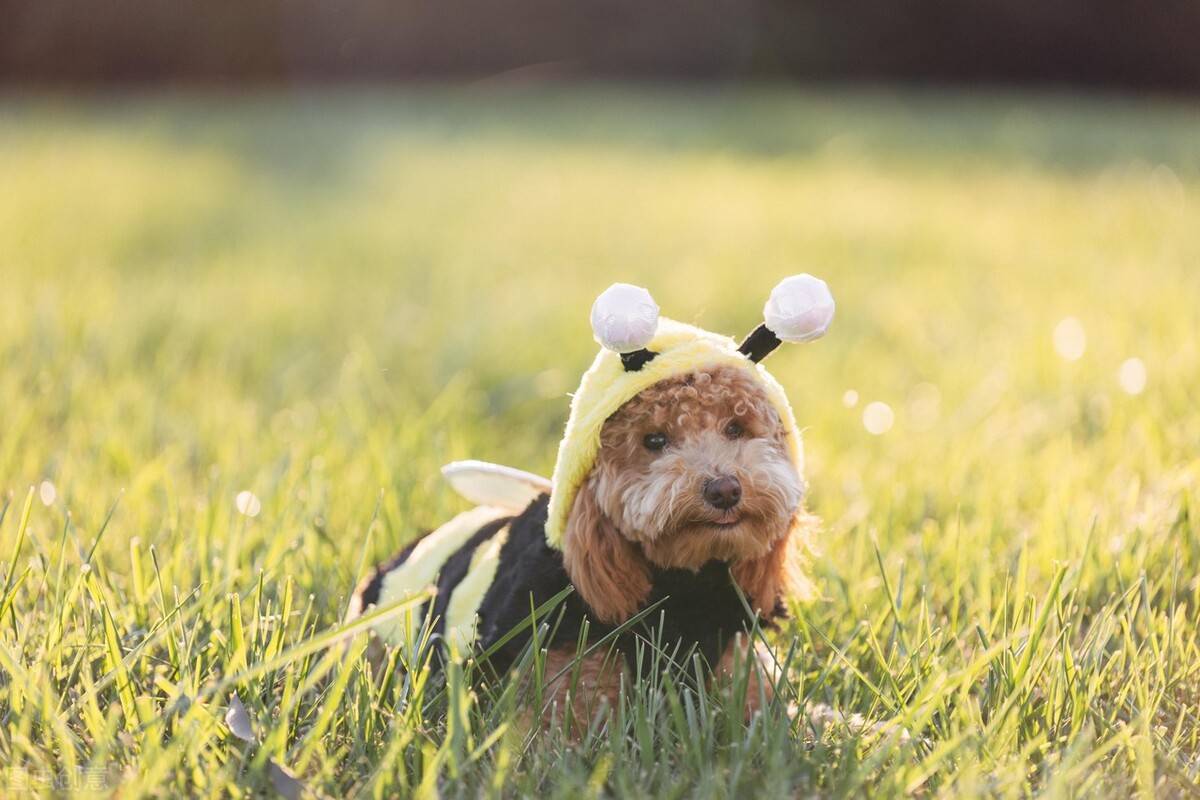 世界犬种大全图片简介 犬科动物有哪些