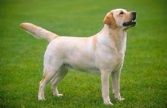 世界犬种大全图片简介 犬科动物有哪些