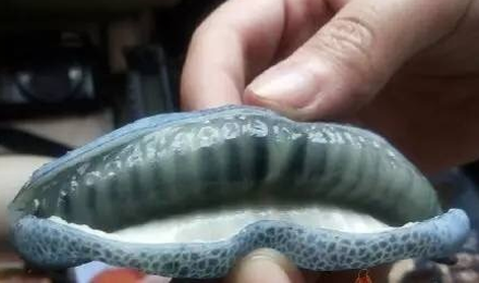 猫儿屎的作用与功效 长什么样