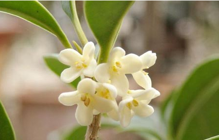 桂花什么季节开花 怎么保存