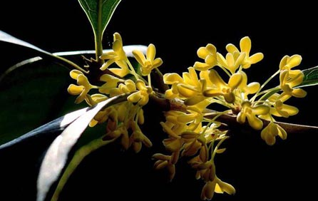 桂花什么季节开花 怎么保存