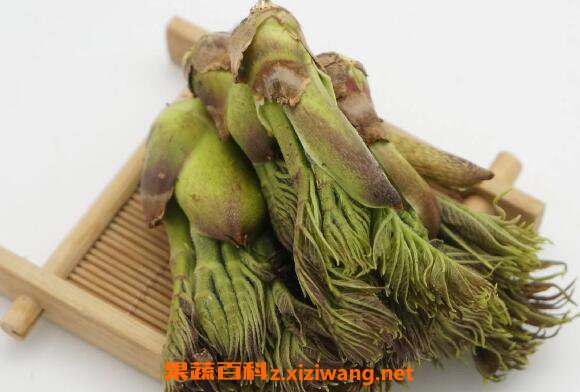 刺老芽的功效与作用 刺老芽的禁忌