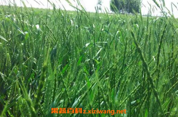 野麦子的功效与作用 野麦子的药用价值